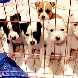 American Staffordshire Terrier Puppies from Ohana Amstaffs