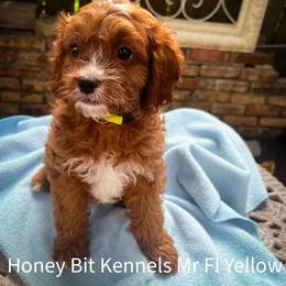 Mr Fl Yellow - Red male Cavapoo puppy in Maple Grove, Minnesota from Honey Bit Kennels
