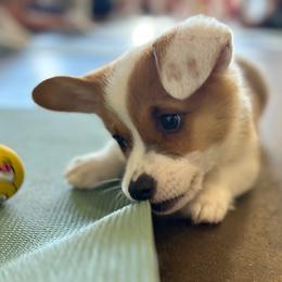 Pembroke Welsh Corgi Puppies from Chrismark