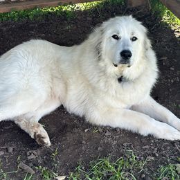 Great Pyrenees from McCarthy Ranchette