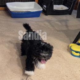 Havanese Puppies from Sandia