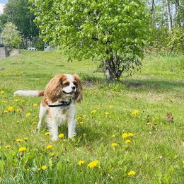 Alfie - Cavalier King Charles Spaniel