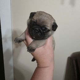 Boy 3 - Fawn male Pug puppy in Olin, North Carolina from Piggy Pugs