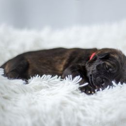 German Shepherd Puppies from Crescent Lake Shepherds