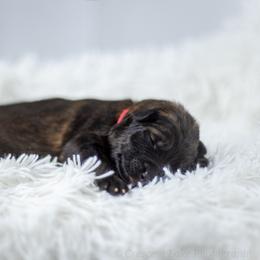 German Shepherd Puppies from Crescent Lake Shepherds