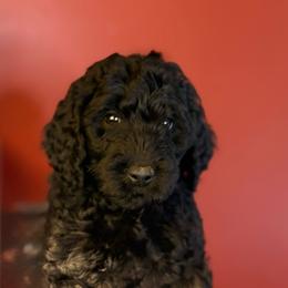 Lemon Bar (Yellow collar) - Black male Goldendoodle puppy in Seattle, Washington from Dream Lake Doodles