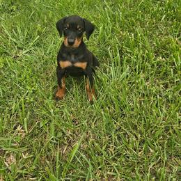 Daisy - Black and rust female Doberman Pinscher puppy in Mount Orab, Ohio from Heyne Kennels