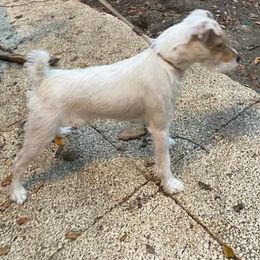 Twist - Jack Russell Terrier