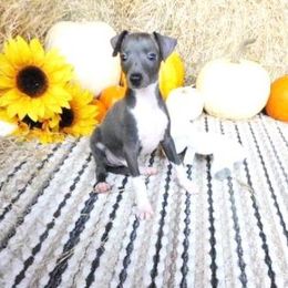 Bianca Male 4 - Blue male Italian Greyhound puppy in Caryville Fl And Sparta Tn, Tennessee from Summerwind Kennel