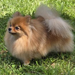 Fae - Pomeranian