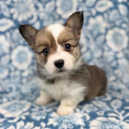 Dill - Red female Pembroke Welsh Corgi puppy in Columbia, Tennessee from Wiggle B Ranch Corgis