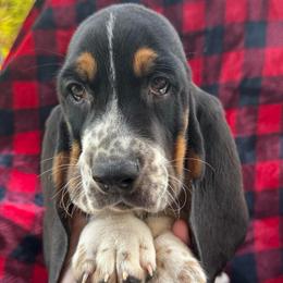 Xach - Black tan and white male Basset Hound puppy in Cleveland, Tennessee from Smokey Mtn Bassets