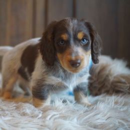 Dachshund Puppies from Dachshund Den