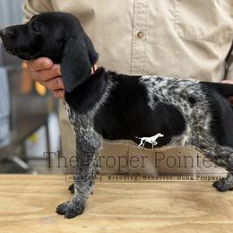 Clemons Orange collar - Black roan female German Shorthaired Pointer puppy in Six Mile, South Carolina from The Proper Pointer Co.