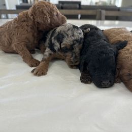 Bernedoodle, French Bulldog, Goldendoodle, and Sheepadoodle Puppies from Farm Fresh Doodles