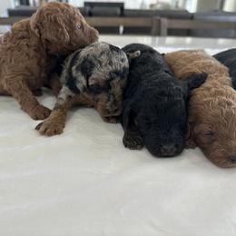 Bernedoodle, French Bulldog, Goldendoodle, and Sheepadoodle Puppies from Farm Fresh Doodles