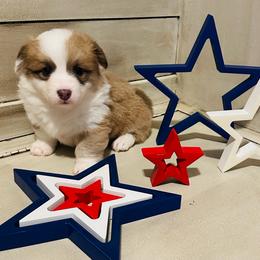 Kyndal - White and fawn female Pembroke Welsh Corgi puppy in Cashion, Oklahoma from Shabby Chic Corgis