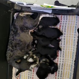 Miniature Schnauzer Puppies from Findell Kennel