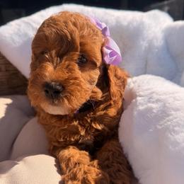 Leia - Red  female Goldendoodle puppy in Shingle Springs, California from Creamy Retrievers