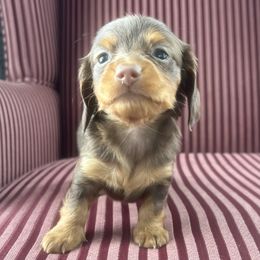 Cinnamon - Chocolate and tan female Dachshund puppy in Arthur, Illinois from Chupp’s Puppies