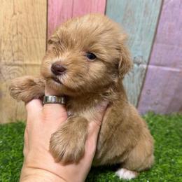 Teddy - Wheaten male Miniature Schnauzer puppy in Lufkin, Texas from C&K’s Schnauzer House