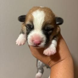 Denver - Red male Pembroke Welsh Corgi puppy in Delton, Michigan from CorGizmo