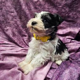Sunny (yellow) - Parti male Miniature Schnauzer puppy in Sevierville, Tennessee from A&J Miniature Schnauzers