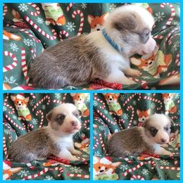 Pembroke Welsh Corgi Puppies from Corgis by the Lake