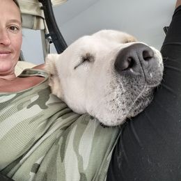 Central Asian Shepherd Dog Puppies from Guardian Dog