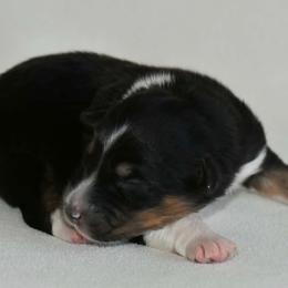 Male 3 - Black tri-color male Australian Shepherd puppy in Hamilton, New Jersey from Birch Haus