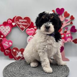 Prancer- Purple Collar - Black and white female Bernedoodle puppy in Summerville, South Carolina from Channys Doodles