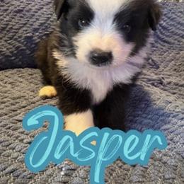 Jasper - Black tri male Toy Australian Shepherd puppy in Union Grove, North Carolina from Grove Farm