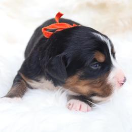 Orange Bow - Tri-color female Bernese Mountain Dog puppy in Middlesex, North Carolina from Willow Springs Doodles & Berners
