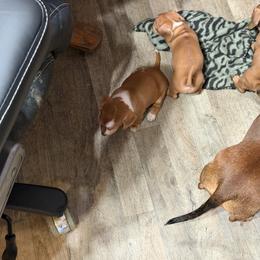 Dachshund Puppies from Witchy Woman’s Wiener’s