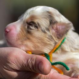 Green orange girl - Red merle female Australian Shepherd puppy in Clarkrange, Tennessee from Vom Wolff
