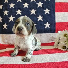 Kendall Blue pie girl smooth - Blue and tan female Dachshund puppy in Herald, California from Bluegum Dachshunds