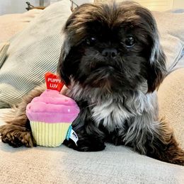 Layla - Shih Tzu