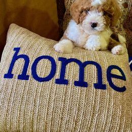 Cavapoo, Maltipoo, and Poodle Puppies from McCraws N Paws