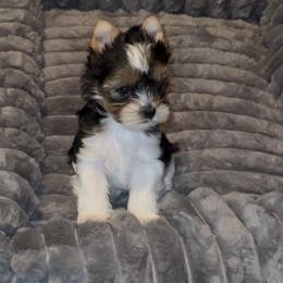 Male Parti Yorkie - Chocolate and tan male Yorkshire Terrier puppy in Des Moines, Iowa from Diamond Yorkshire Terriers