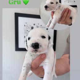 Gru - White and black male Dalmatian puppy in Chehalis, Washington from Dalmatian Vacation
