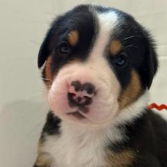 Greater Swiss Mountain Dog Puppies from Bugyal Kennel