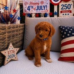 Prince Archie of Sussex - Red  male Poodle puppy in Woodbridge, Virginia from Rosa Red Standard Poodles