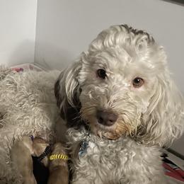 Lizzie - Australian Labradoodle