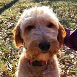Goldendoodles from Doodle Family