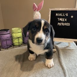 "Brimley x Oberon" Cardigan Welsh Corgi Puppies from Old Oak Cardigan's