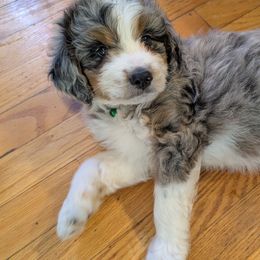 Spirit - Green collar boy - Blue merle male Aussiedoodle puppy in Mc Minnville, Tennessee from WilderAcre