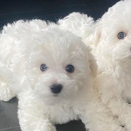 Bichon Frises from Luna Llena Bichons