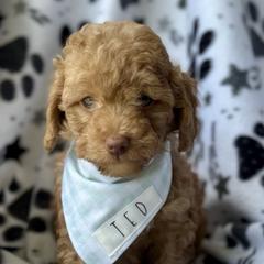 Goldendoodles from Barks and Bows Yorkies and Doodles