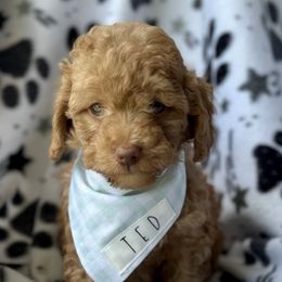 Goldendoodles from Barks and Bows Yorkies and Doodles
