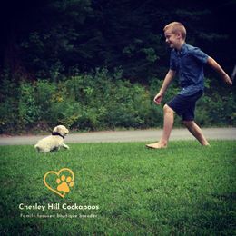 Cockapoo Puppies from Chesley Hill Cockapoos
